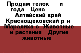 Продам телок 1.8 и 1.1 года › Цена ­ 30 000 - Алтайский край, Краснощековский р-н, Маралиха с. Животные и растения » Другие животные   